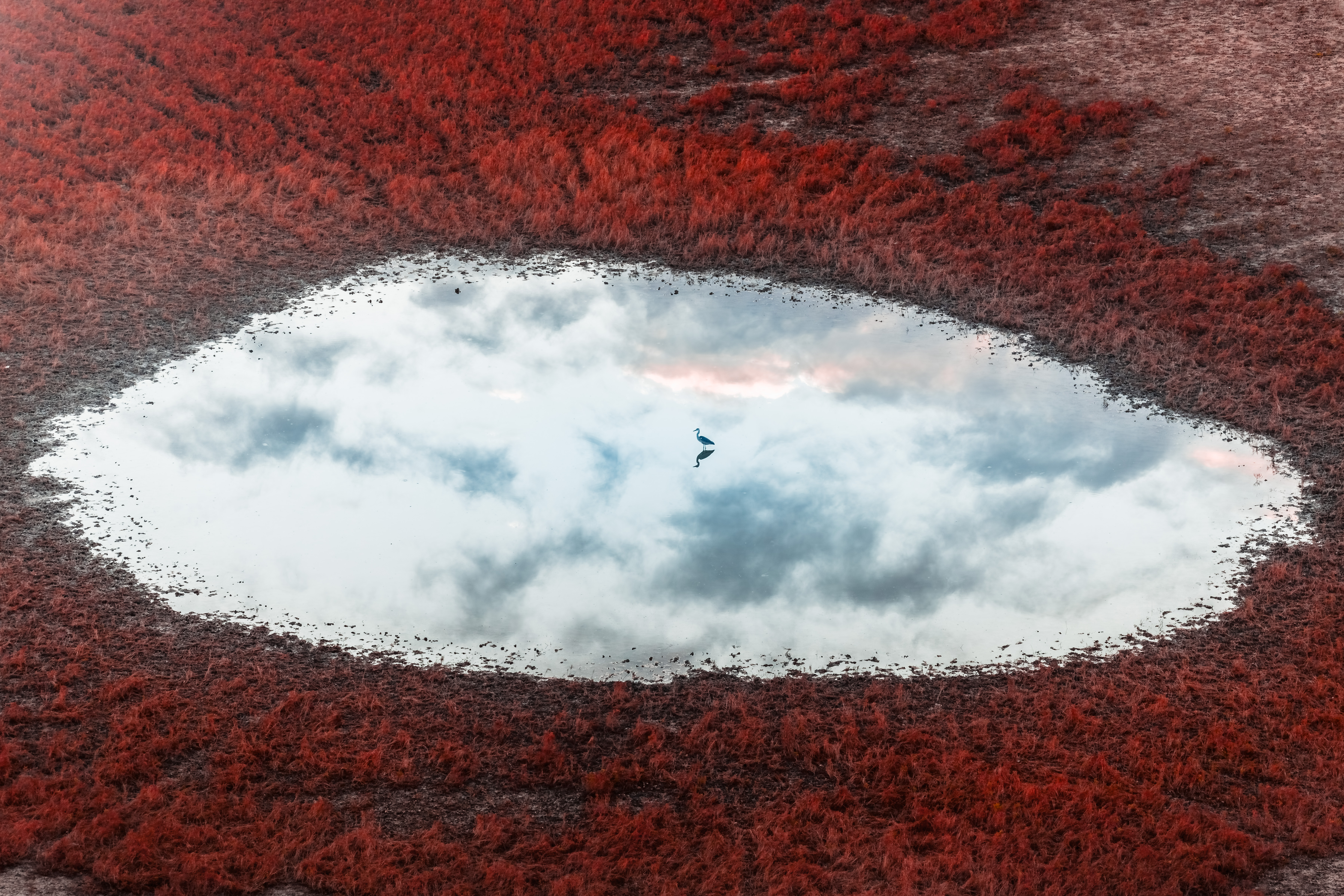 Birdie is sitting on the water of a tiny, crystal clear lake with reflection of the sky and surrounded by red grass, somewhere in Dongtai. Vitaly Golovatyuk, DJI Mavic 4 Pro