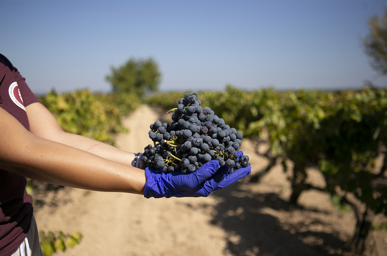 Primitivo di Manduria grapes