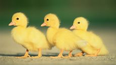 Three ducklings in a row.