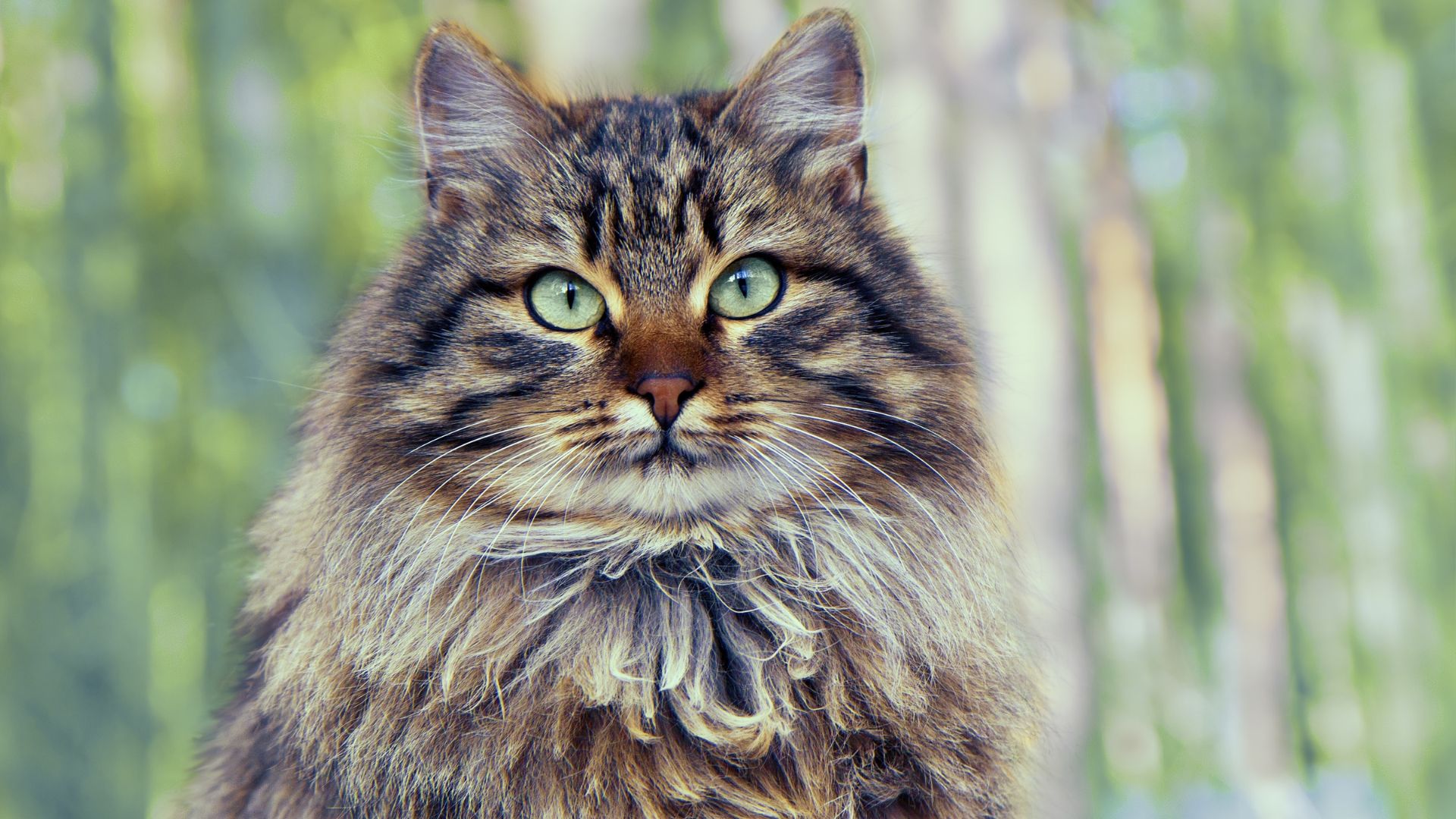 Siberian Forest cat