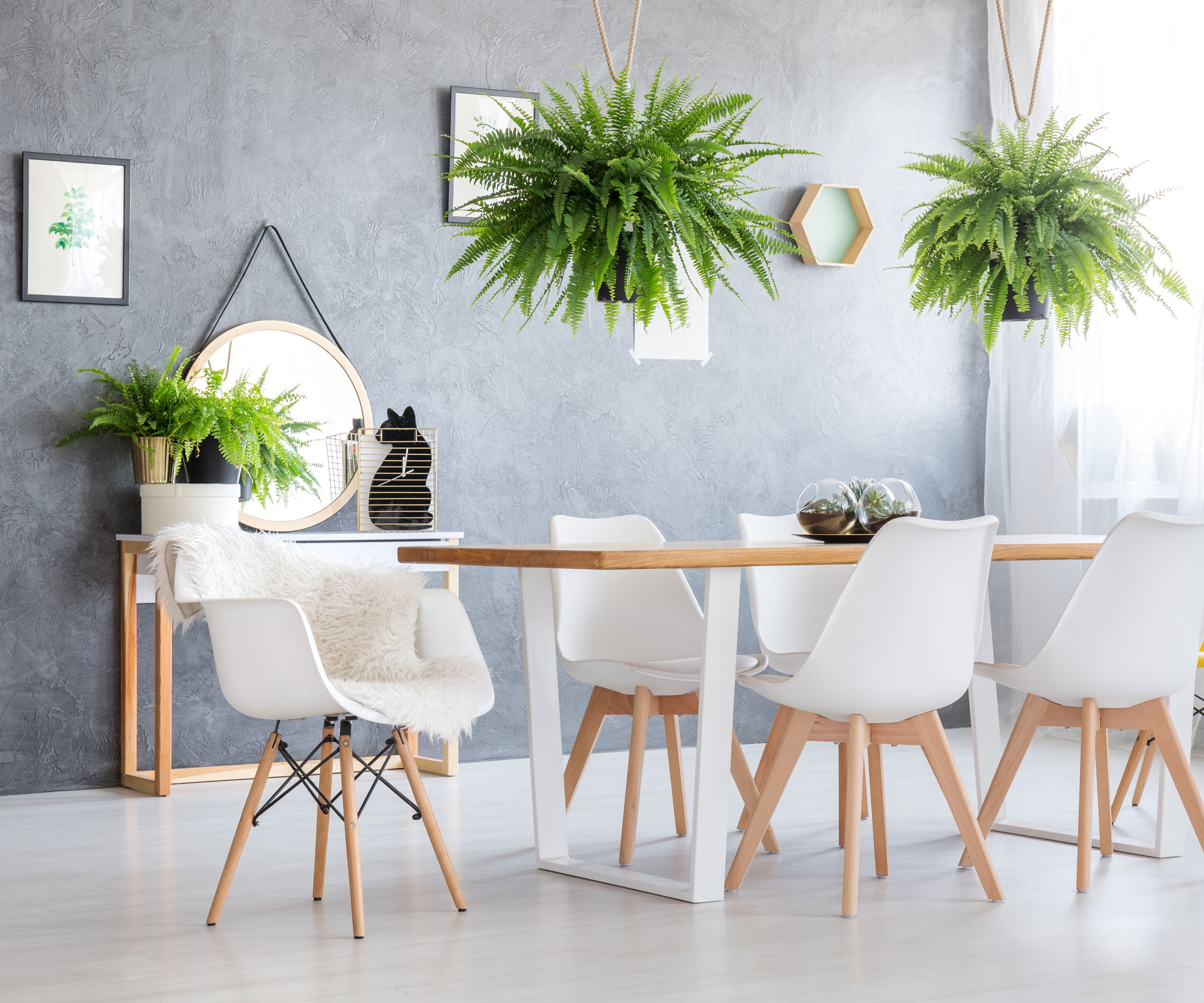 ferns in hanging baskets in modern living room hanging over dining table