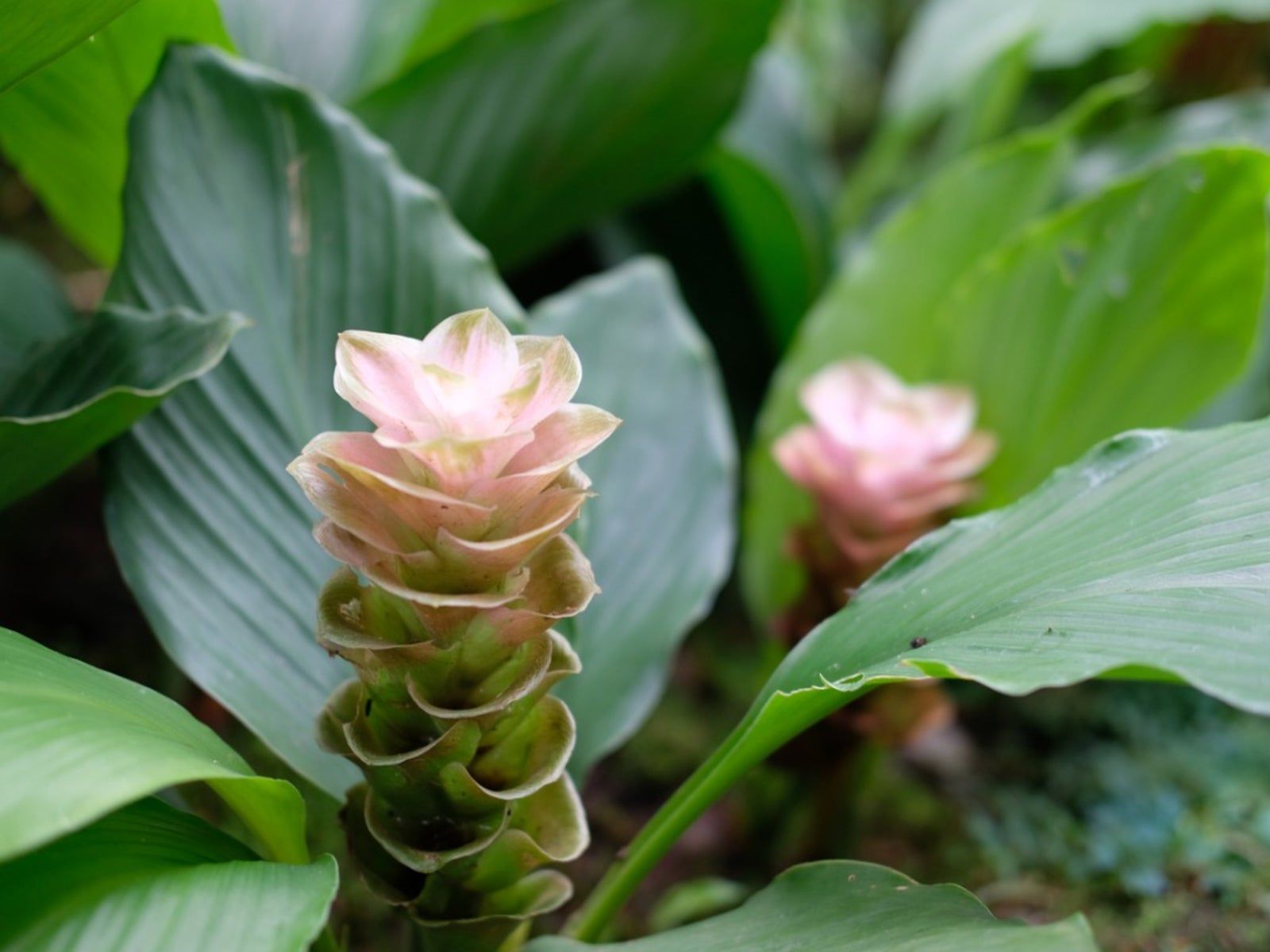 Curcuma Alismatifolia - Cultivating Siam Tulip Plants | Gardening Know How