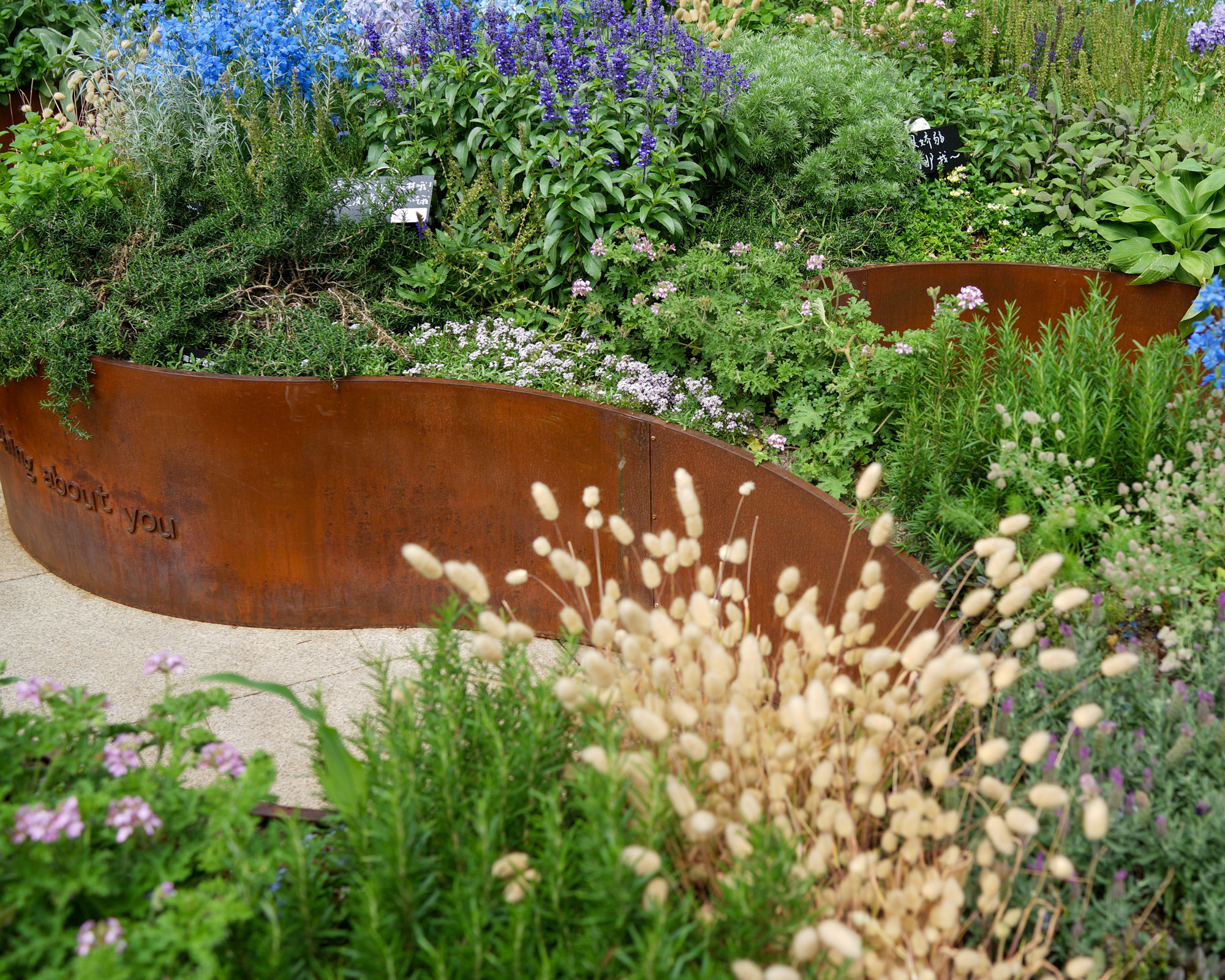 planting design with flowers, grasses and herbs, with corten steel edging