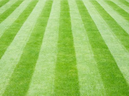 Stripes mown into a lush green lawn
