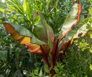 ornamental banana plant growing in garden