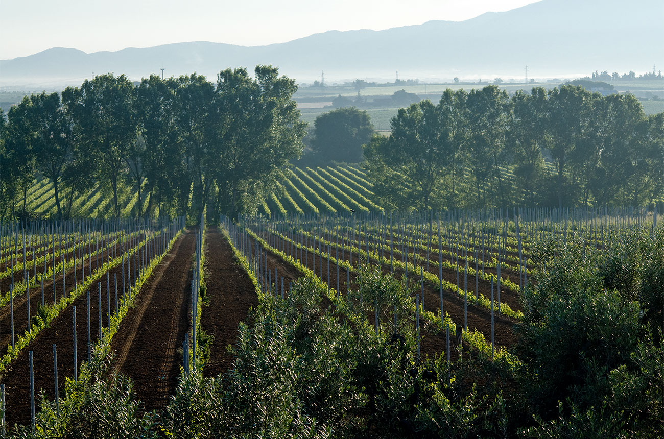 Casale del Giglio vineyards