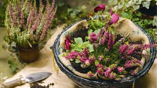 planting an autumn hanging basket with heathers and trailing ivy