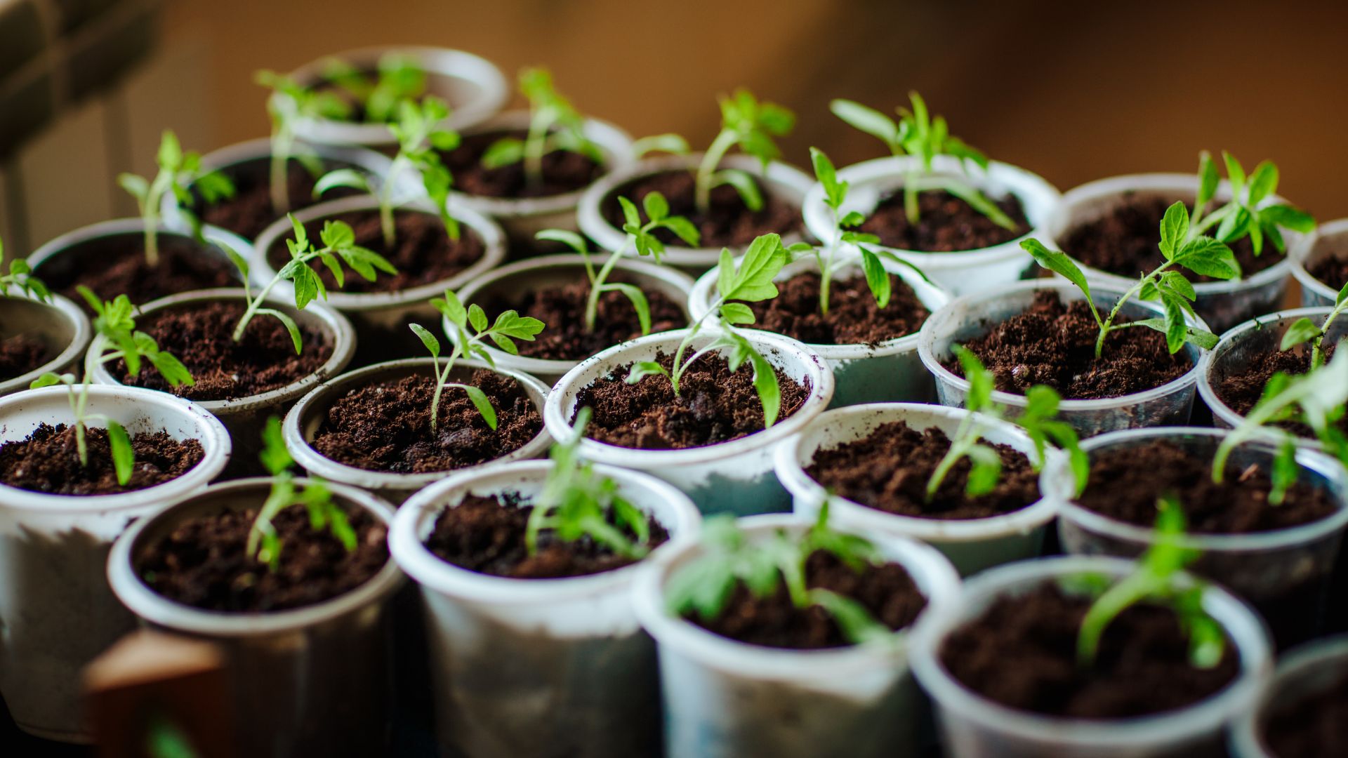picture of seedlings growing in small plastic pots