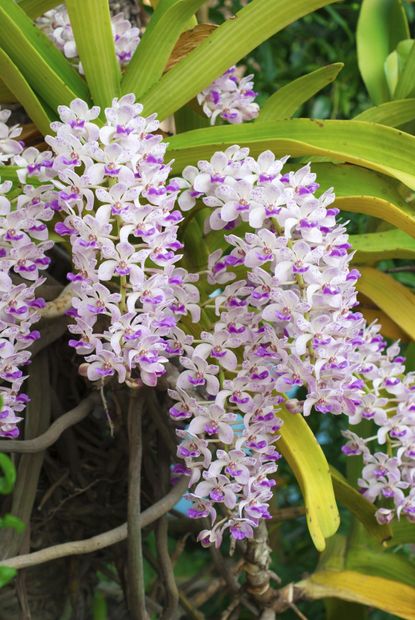 Foxtail Orchid Plants
