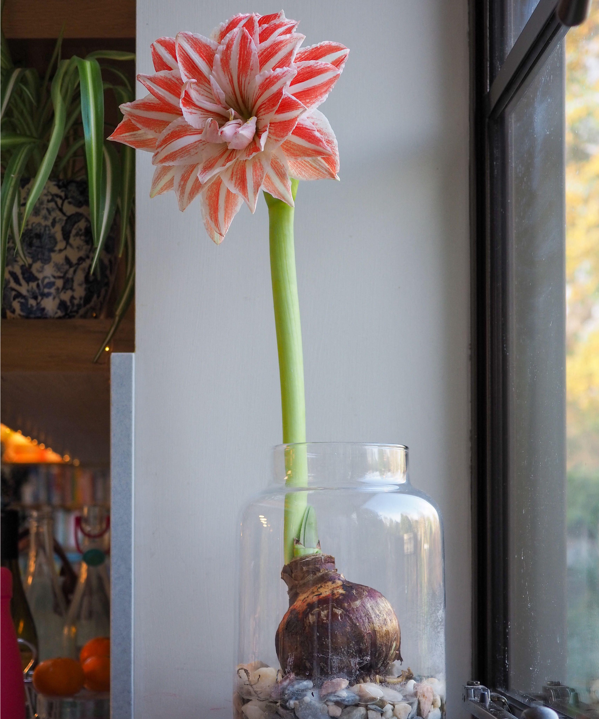 Striped amaryllis growing in a glass jar