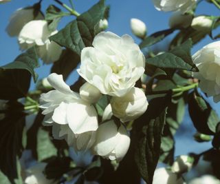 Philadelphus ‘Virginal’