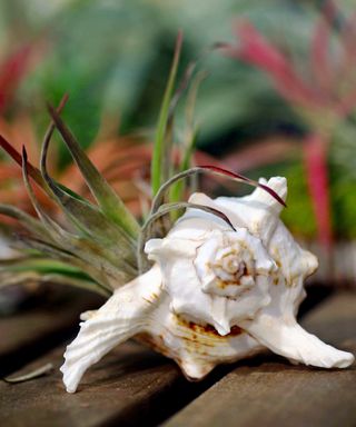 Air plant in sea shell