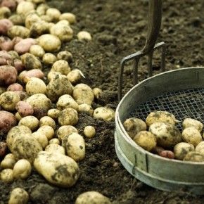It's official: Potato plants lack curb-appeal