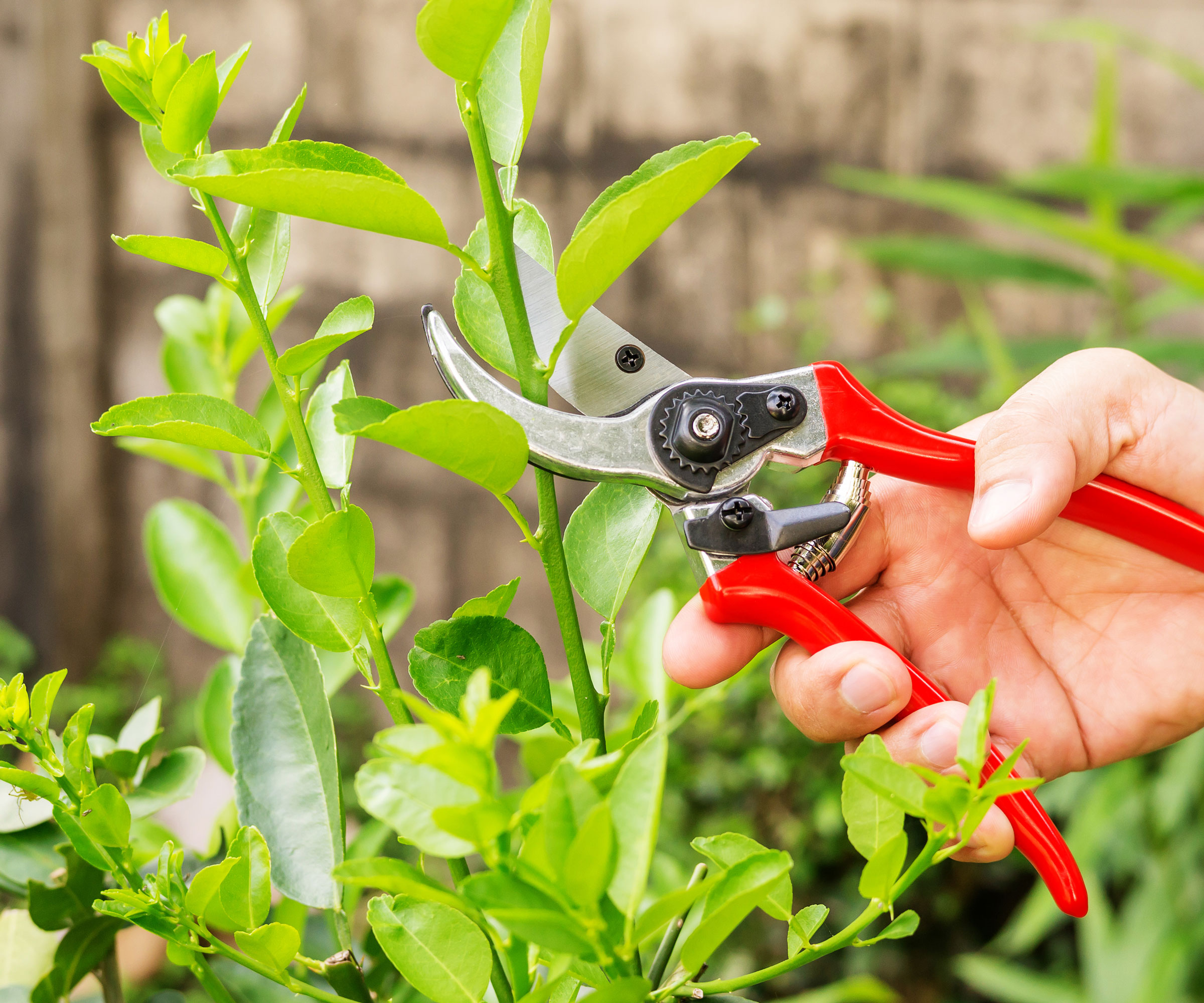 pruning lemon tree by clipping young shoots