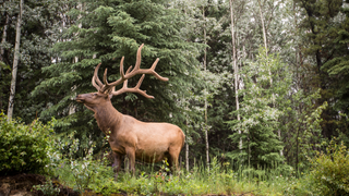 Elk in the Canadian forest.