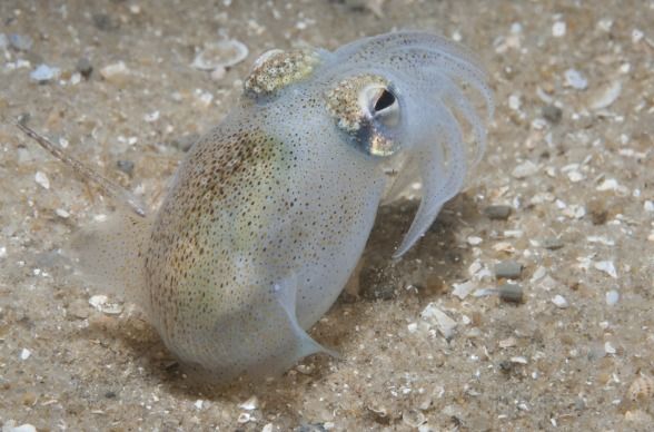 a southern bottletail squid