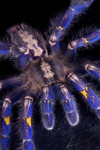 Gooty Sapphire Ornamental tarantula