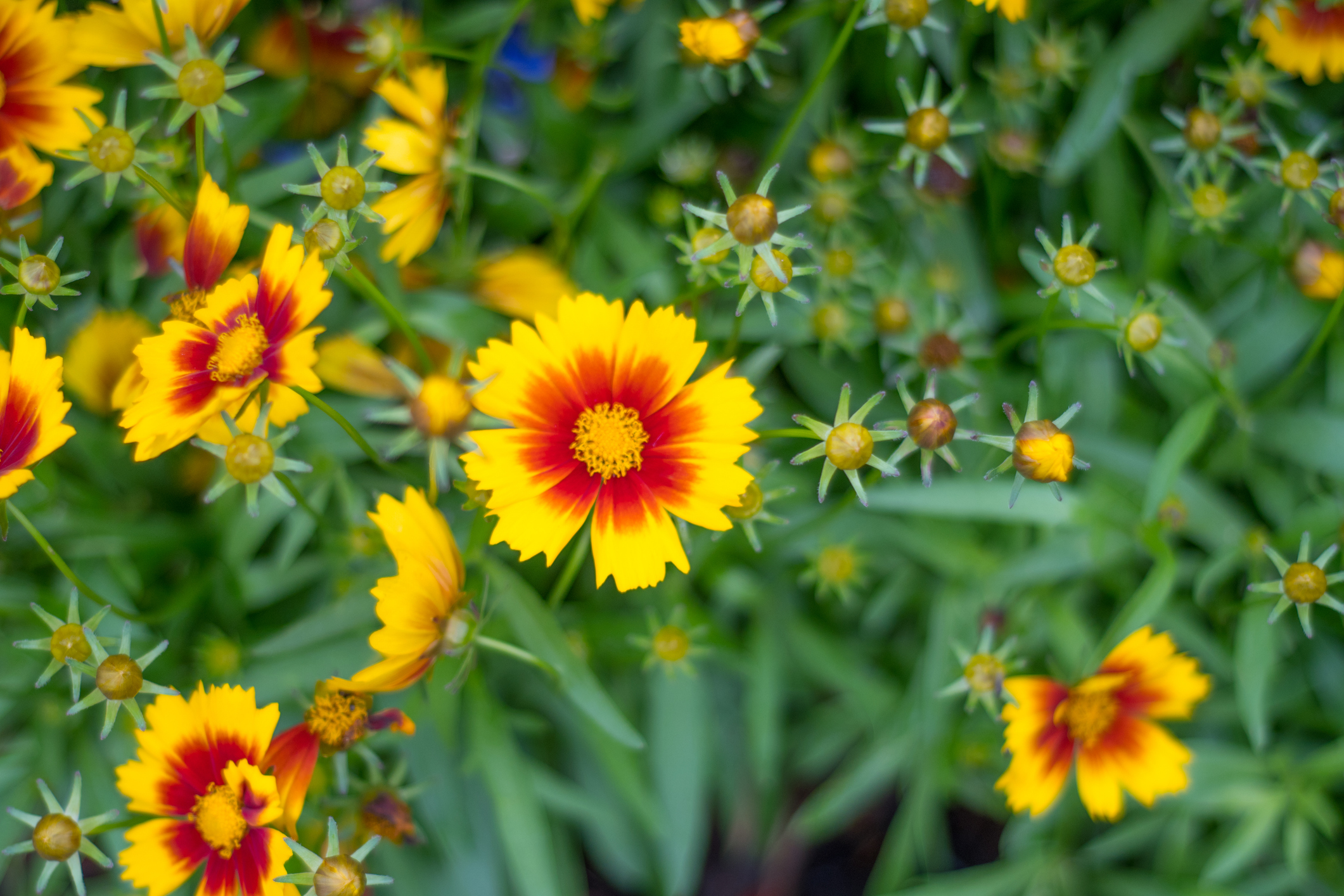 The Coreopsis flower in a garden