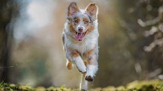 Australian Shepherd