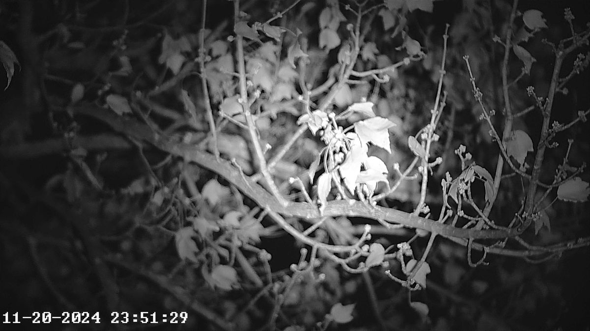 Akaso Seemor 200 camera samples.