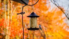 Birds using feeder in fall