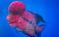 A vibrant blue and purple fish with a flower or brain-like protrusion on its forehead