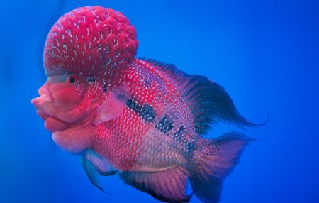 A vibrant blue and purple fish with a flower or brain-like protrusion on its forehead