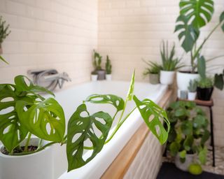 bath surrounded by a selection of indoor plants