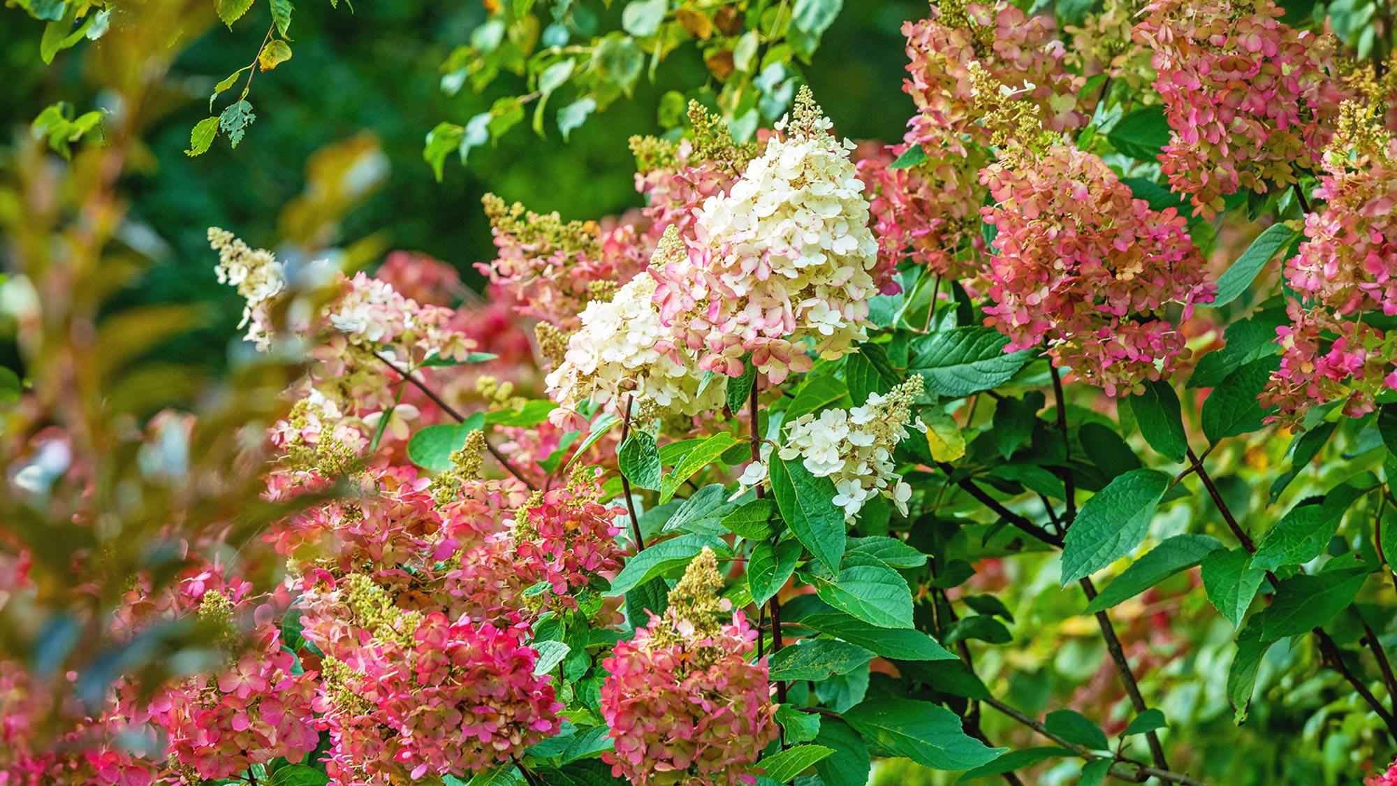 Hydrangea Paniculata Strawberry Sundae in flower in a garden