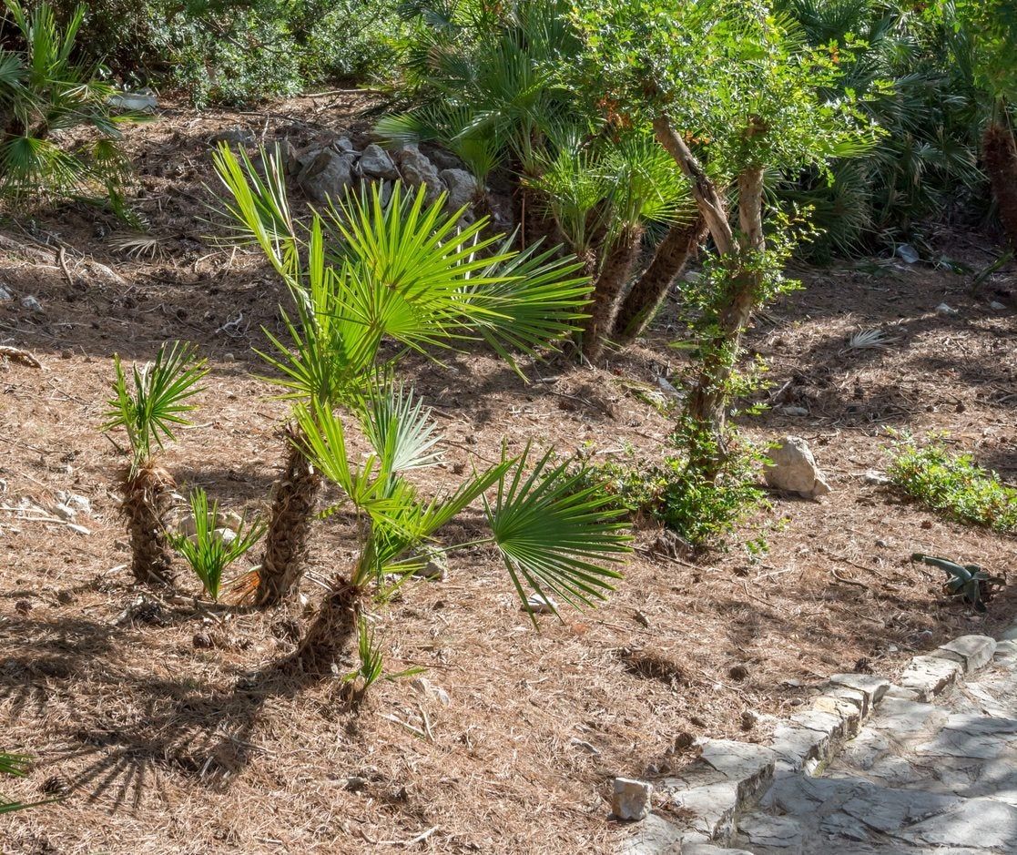 Huntington in Fan Palm