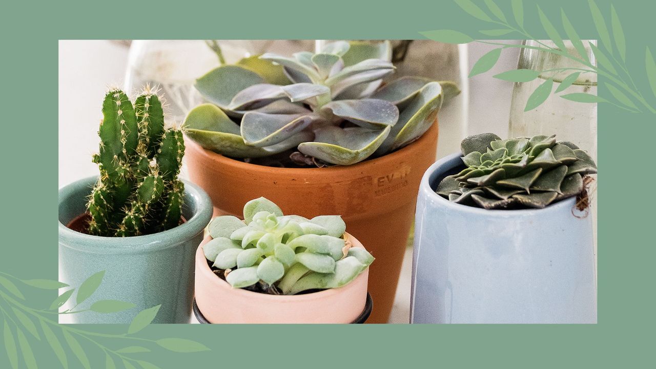 Four different potted succulents in pastel colored and terracotta pots photographed to ask the question how often should you water succulents