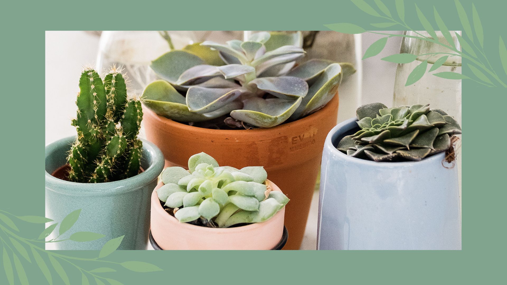 How often should you water succulents? Experts share advice | Woman & Home