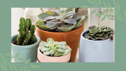 Four different potted succulents in pastel colored and terracotta pots photographed to ask the question how often should you water succulents