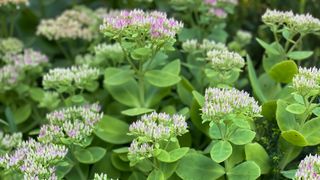 Seedheads on sedum