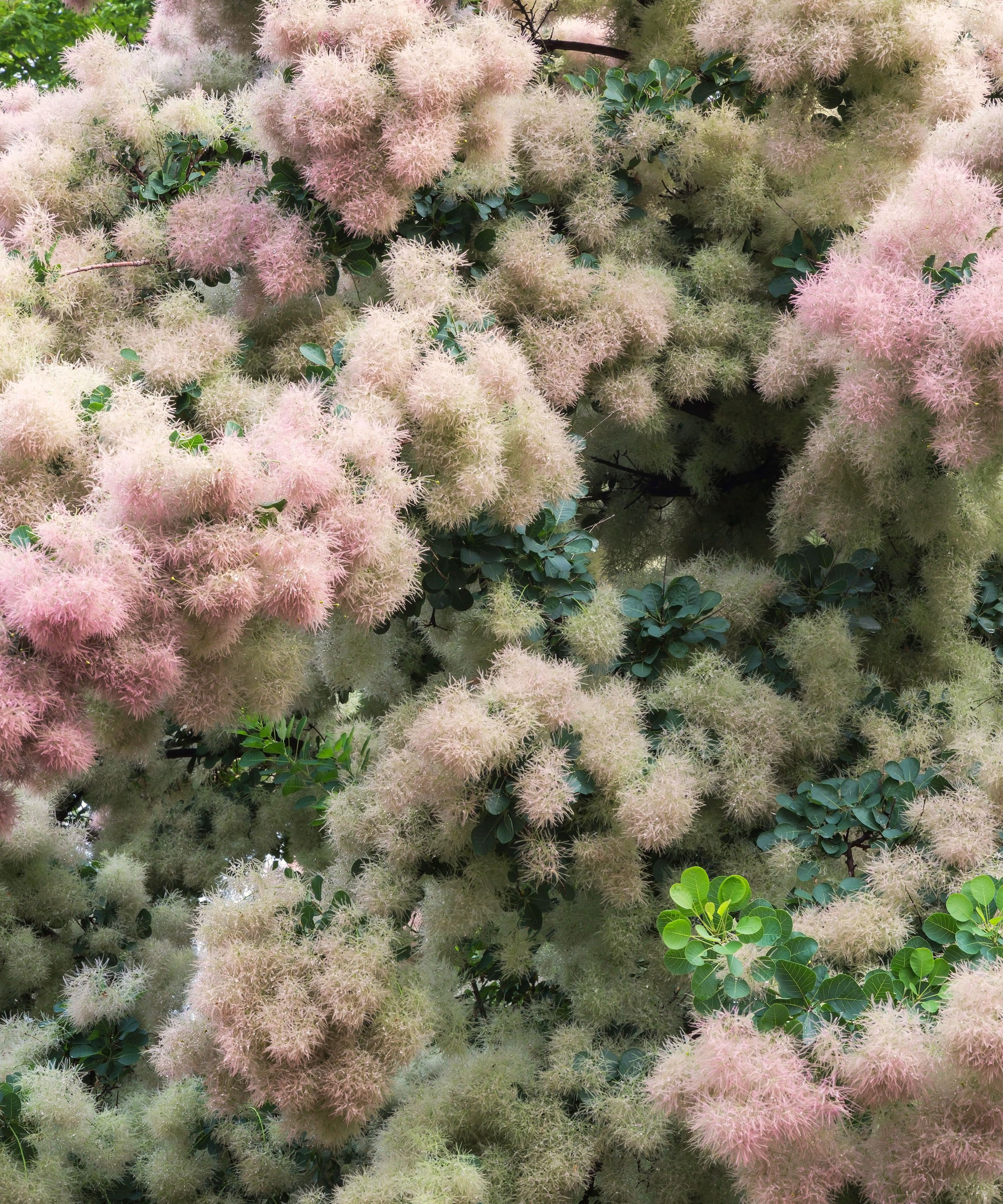 American smoke tree showing clouds of color