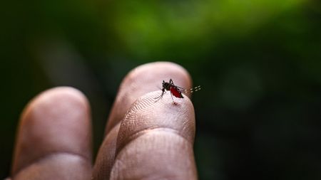 Mosquito on finger