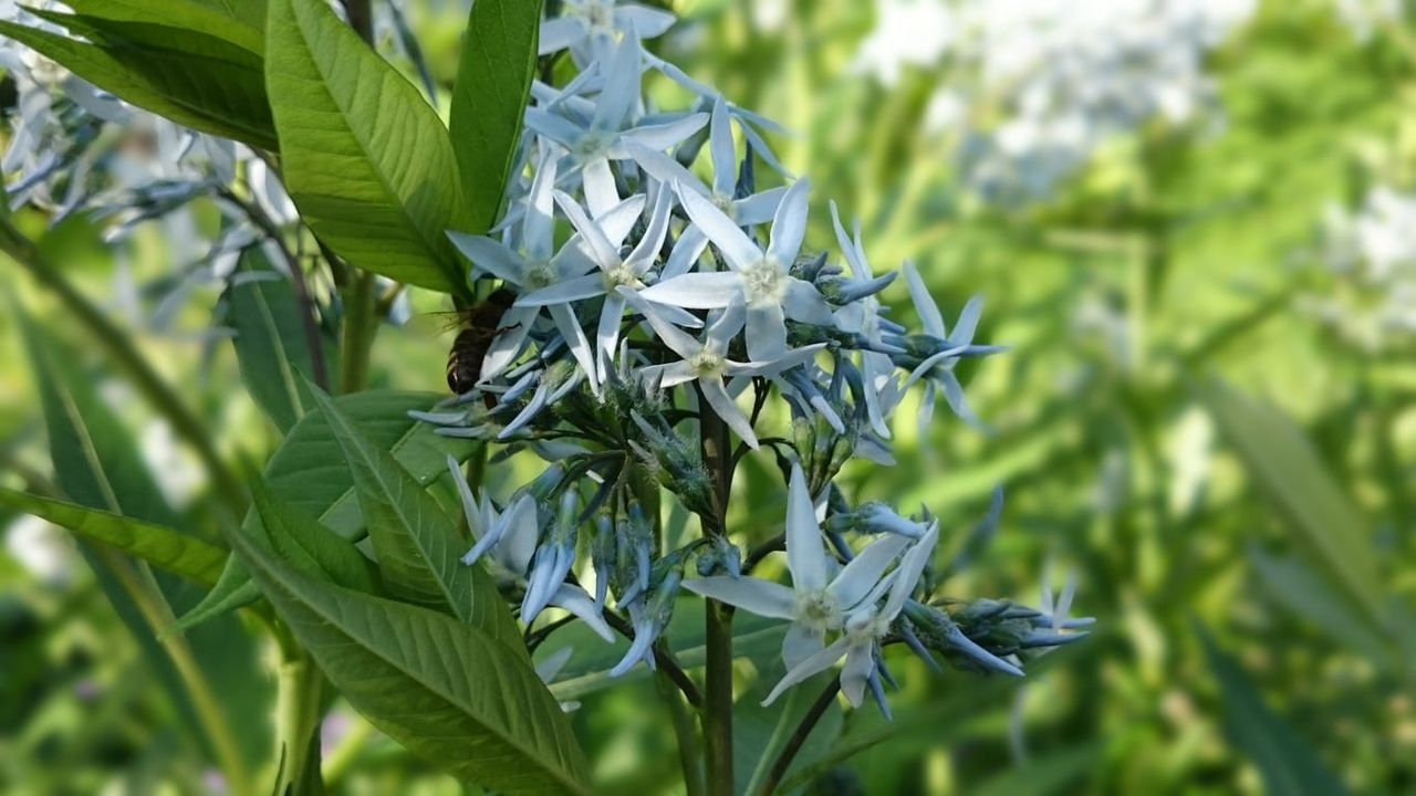 amsonia seed