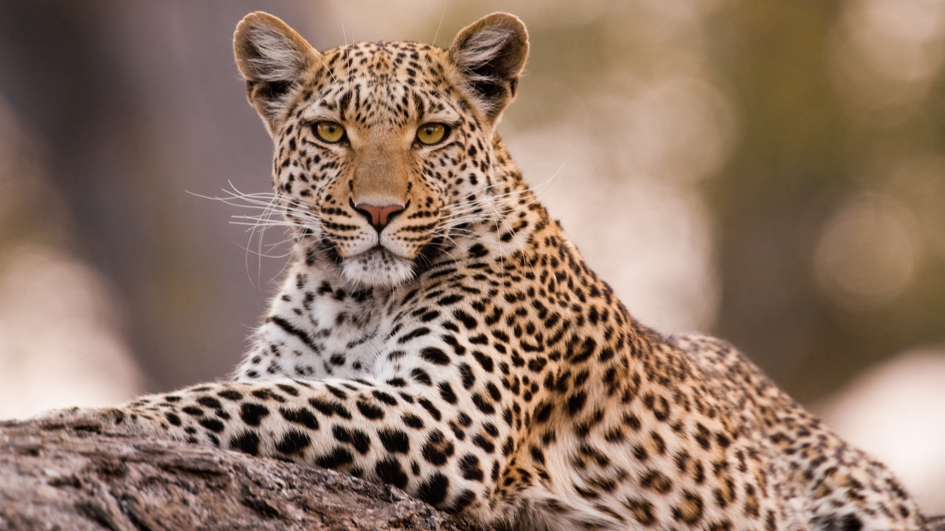 A photo of a leopard sitting on a branch