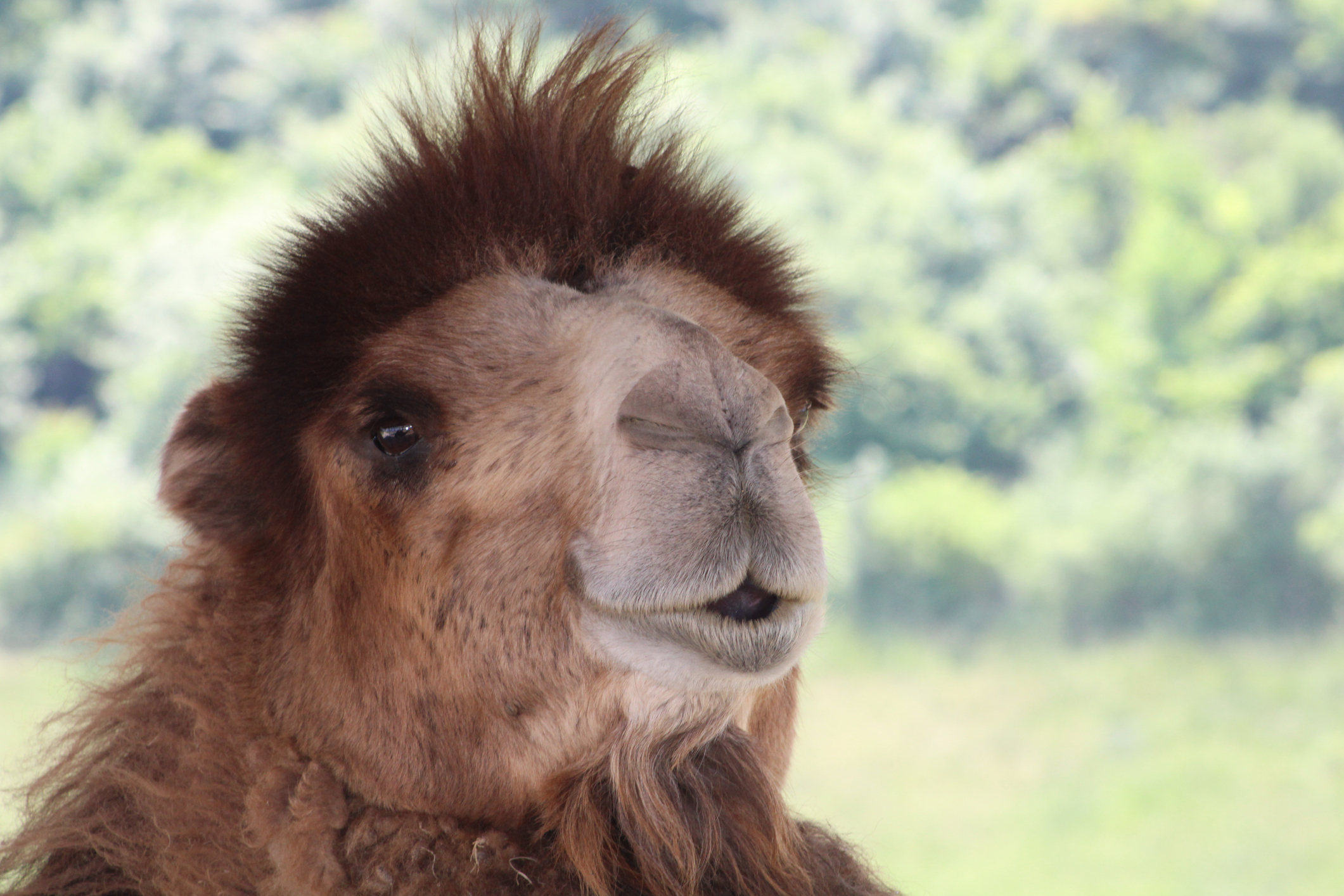 A camel in the safari park, The Wilds, located in Ohio