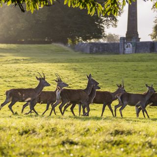 deers on grass field with green trees