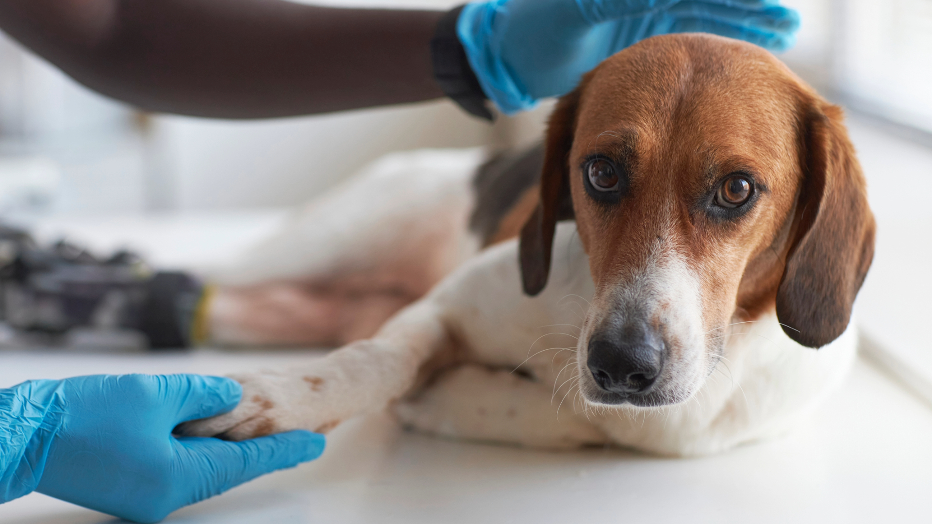 A dog being examined by a vet