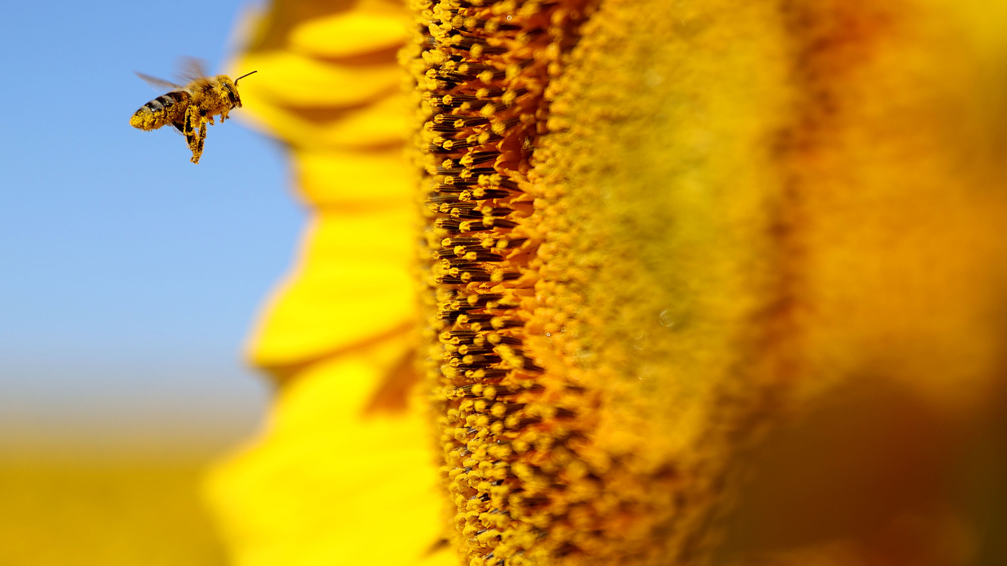 A pollen-coated honeybee collects nectar from a field of sunflowers near Kirklareli in Turkey