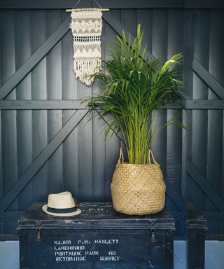 woven planter with plant by black wooden wall