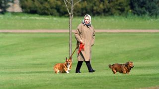 Queen walks her dogs