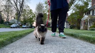 Cat walking in harness