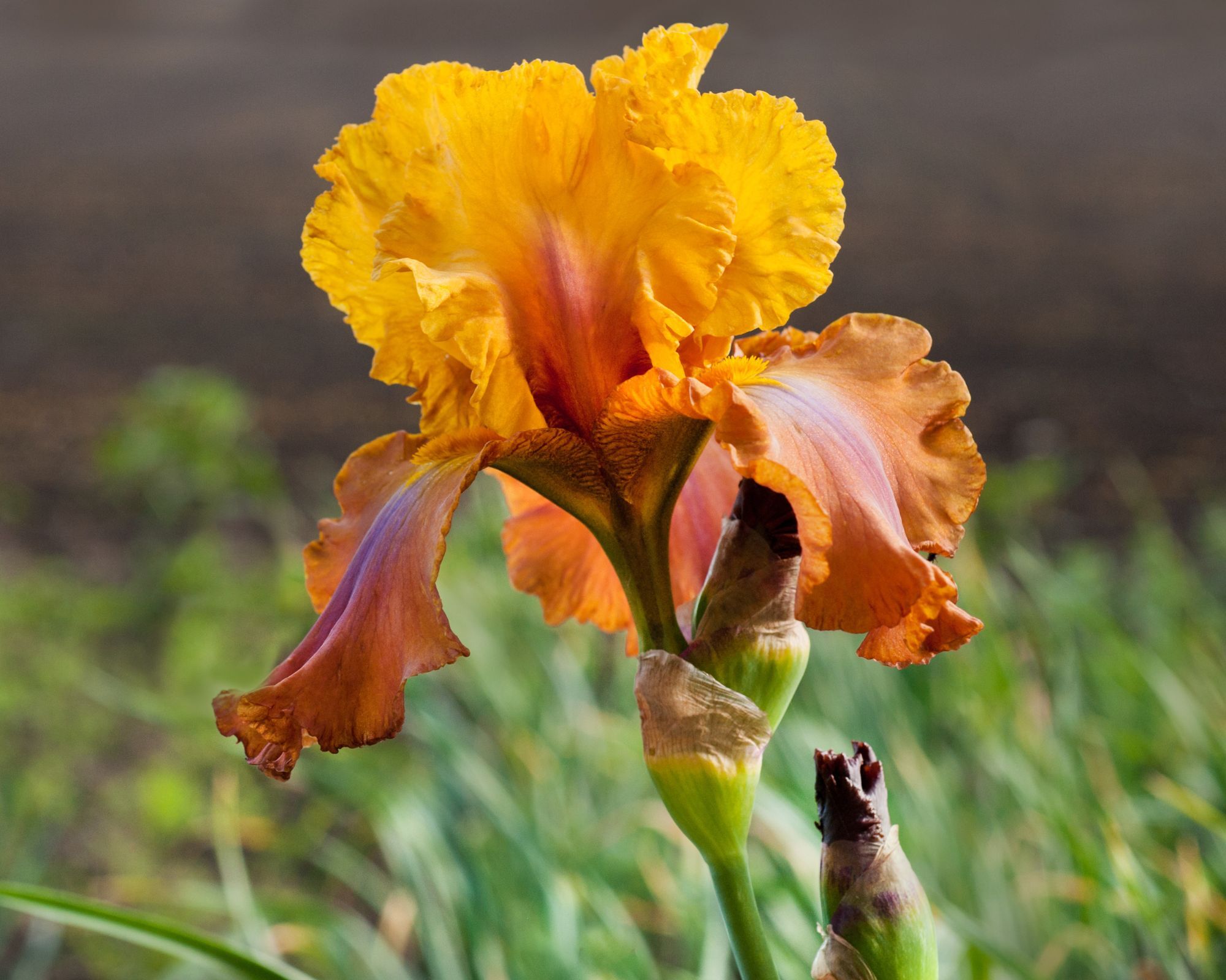 Iris flower