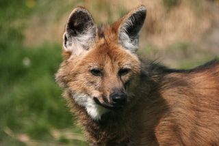 An adult maned wolf.