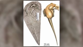 This photo of the fossilized skeleton (left) and illustration (right) shows how the "eternal sleeper from Liaoning" looked in its last moments about 125 million years ago.