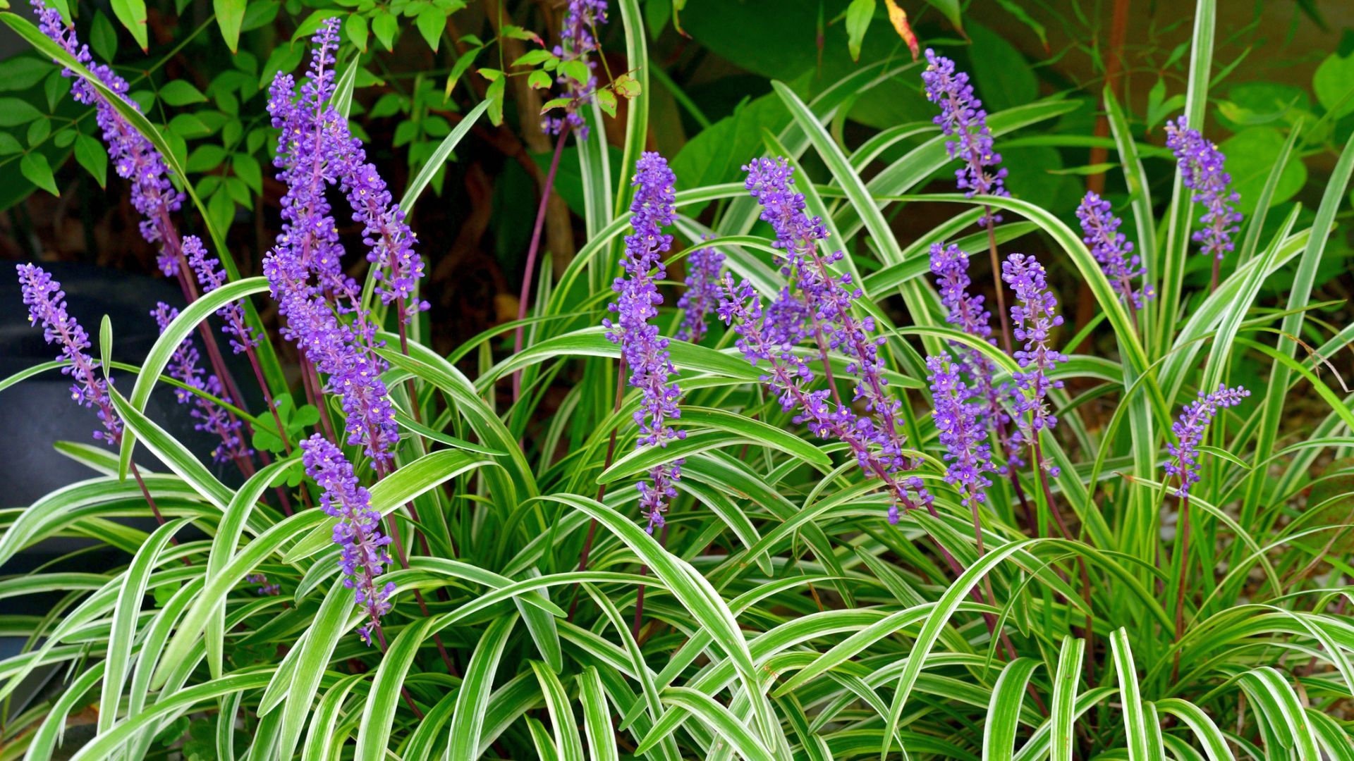Variegated Lilyturf in Full Bloom