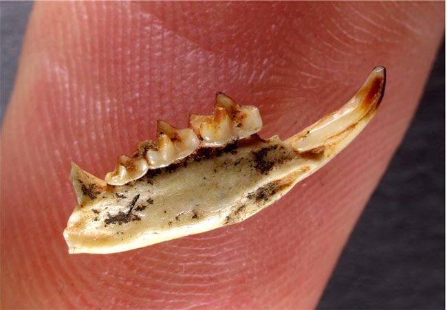 Shrew Shot Venom Through Blood-Red Teeth